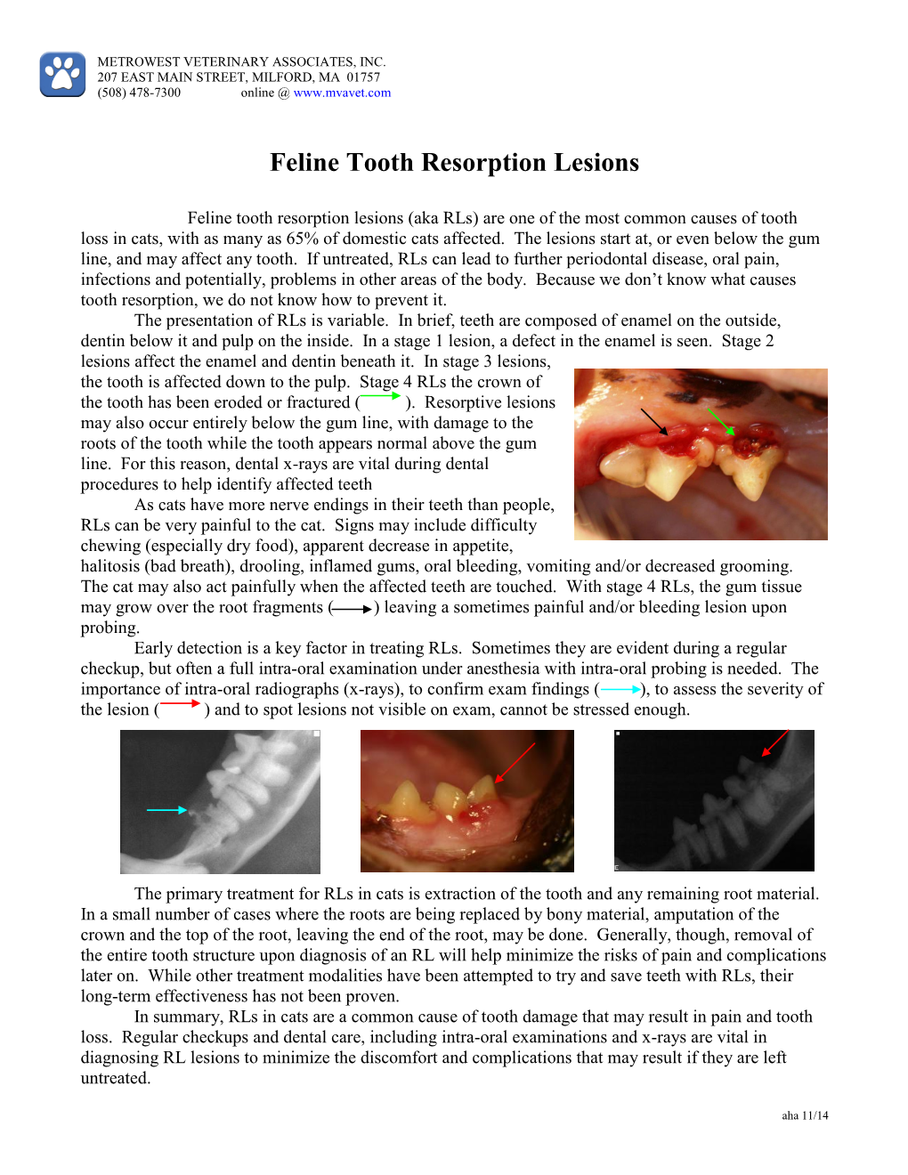 Feline Tooth Resorption Lesions