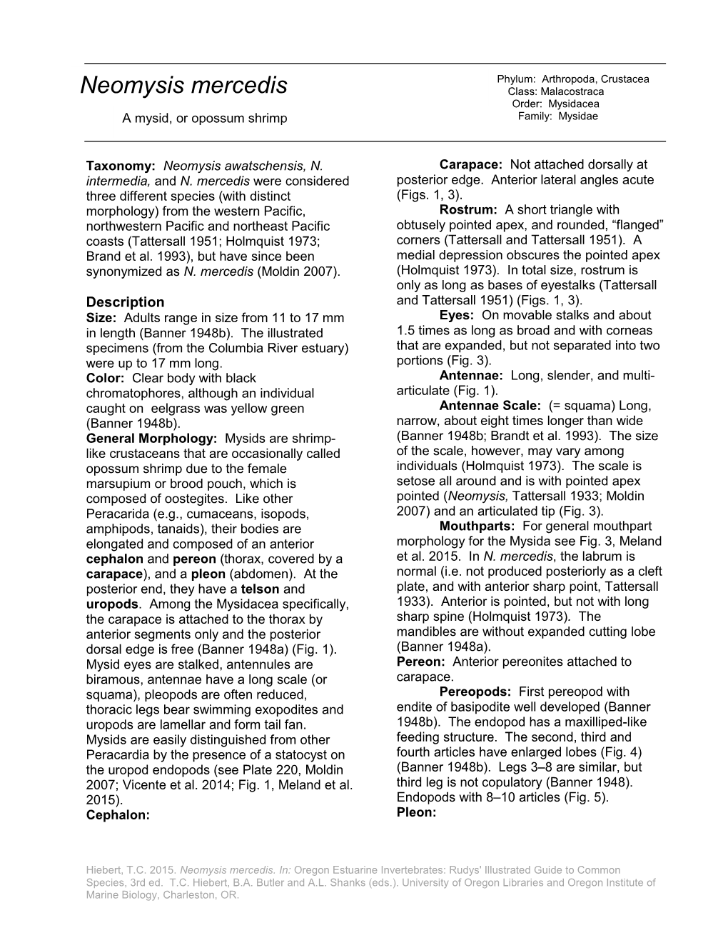 Neomysis Mercedis Class: Malacostraca Order: Mysidacea a Mysid, Or Opossum Shrimp Family: Mysidae