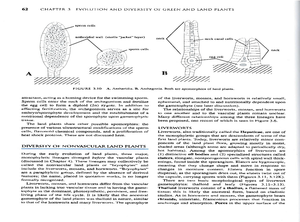 Attractant, Acting As a Homing Device for the Swimming Sperm. Sperm