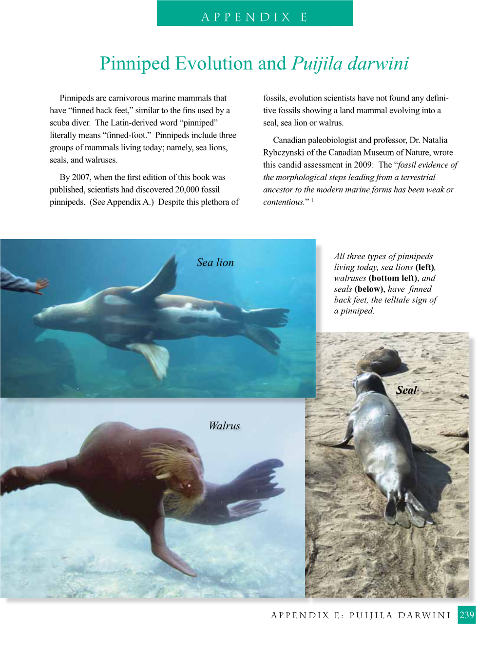 Pinniped Evolution and Puijila Darwini