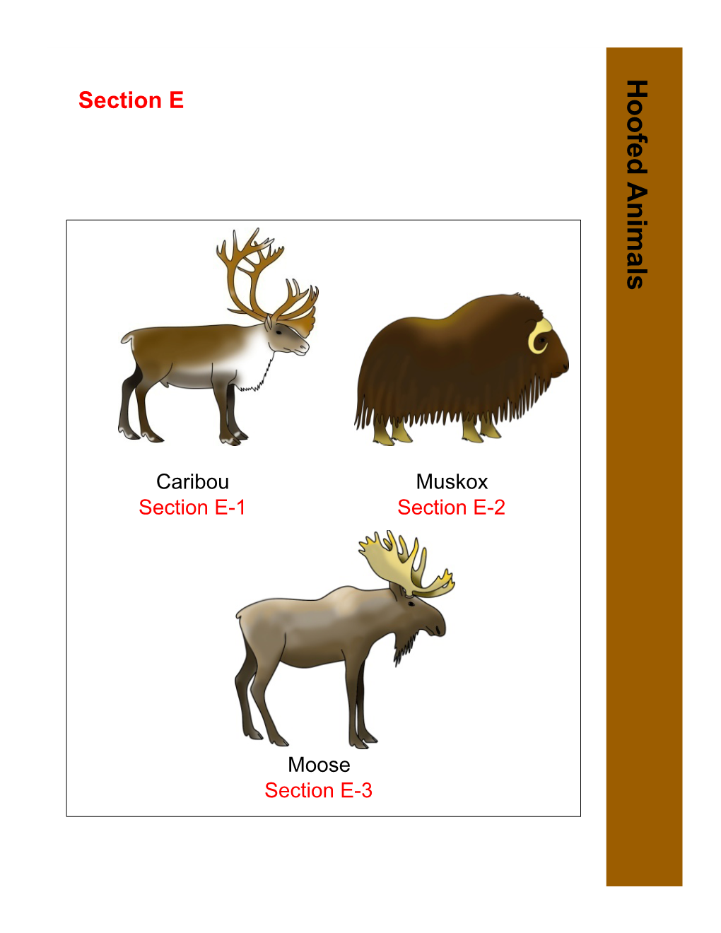 Section E, Hoofed Animals