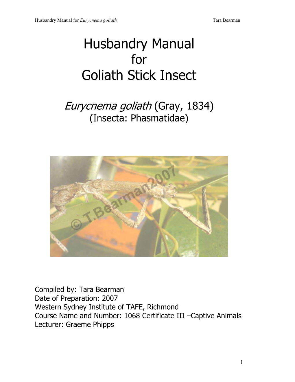 Goliath Stick Insect