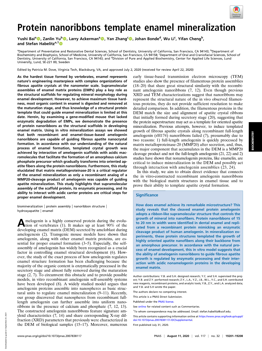 Protein Nanoribbons Template Enamel Mineralization