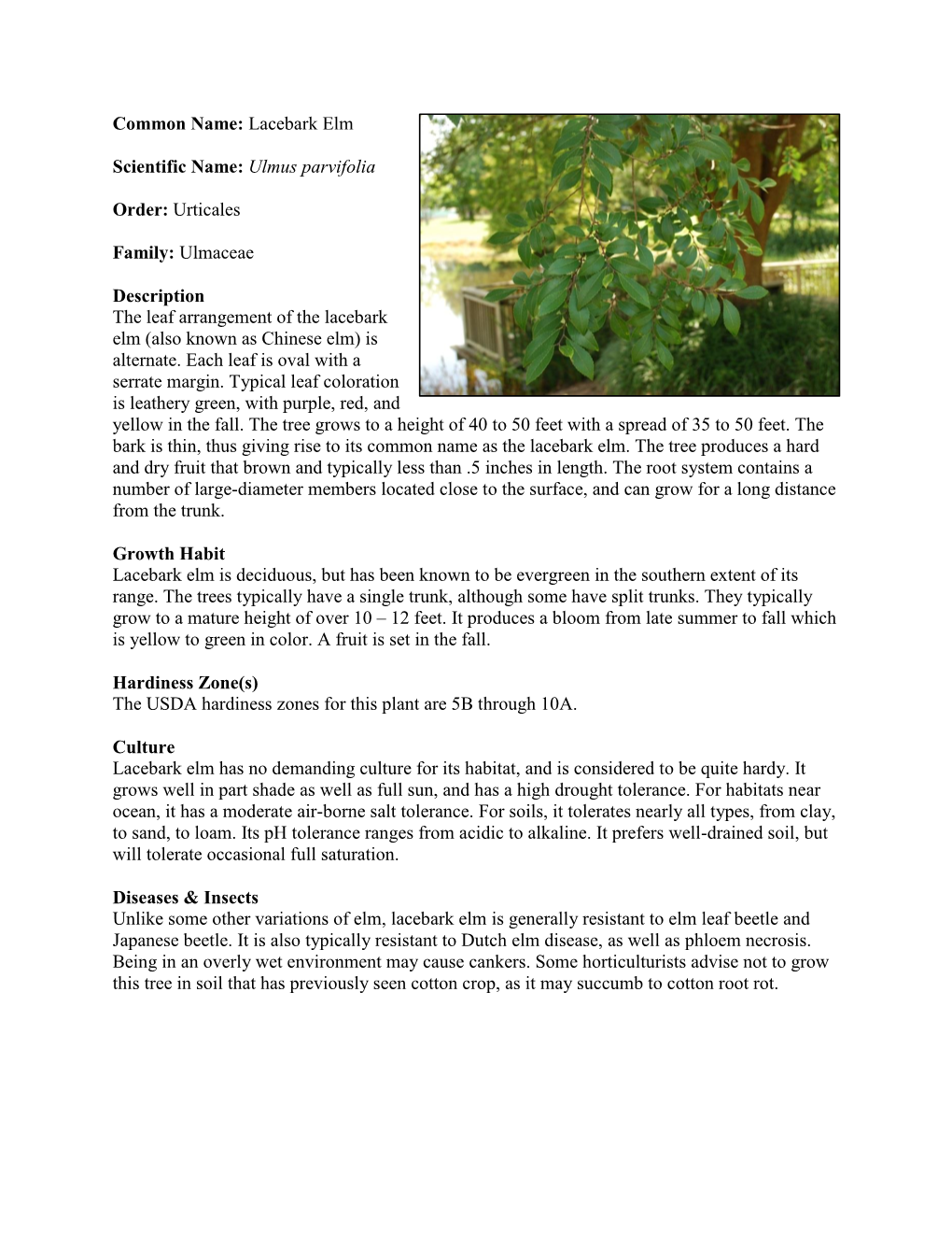 Lacebark Elm Scientific Name: Ulmus Parvifolia Order