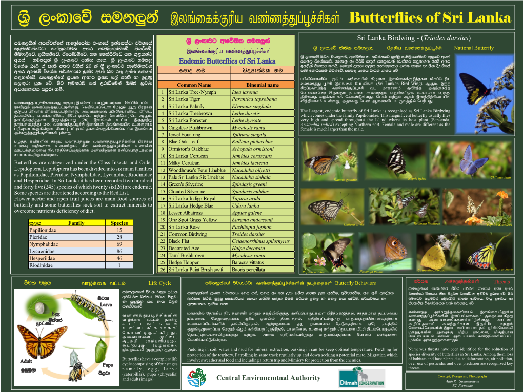 Common Butterflies of Sri Lanka