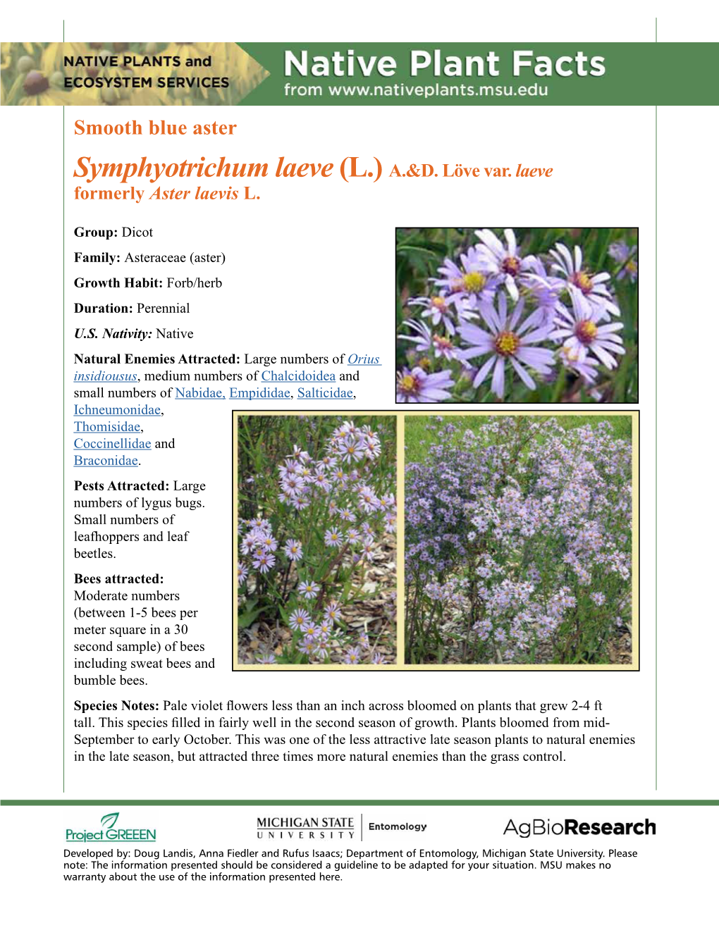 Native Plant Facts: Smooth Blue Aster