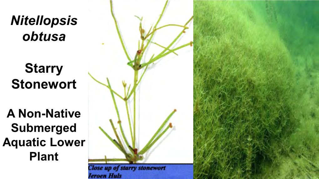 Starry Stonewort