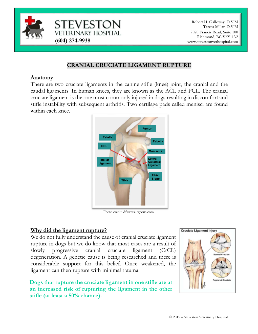 CRANIAL CRUCIATE LIGAMENT RUPTURE Anatomy There Are Two Cruciate Ligaments in the Canine Stifle (Knee) Joint, the Cranial and Th