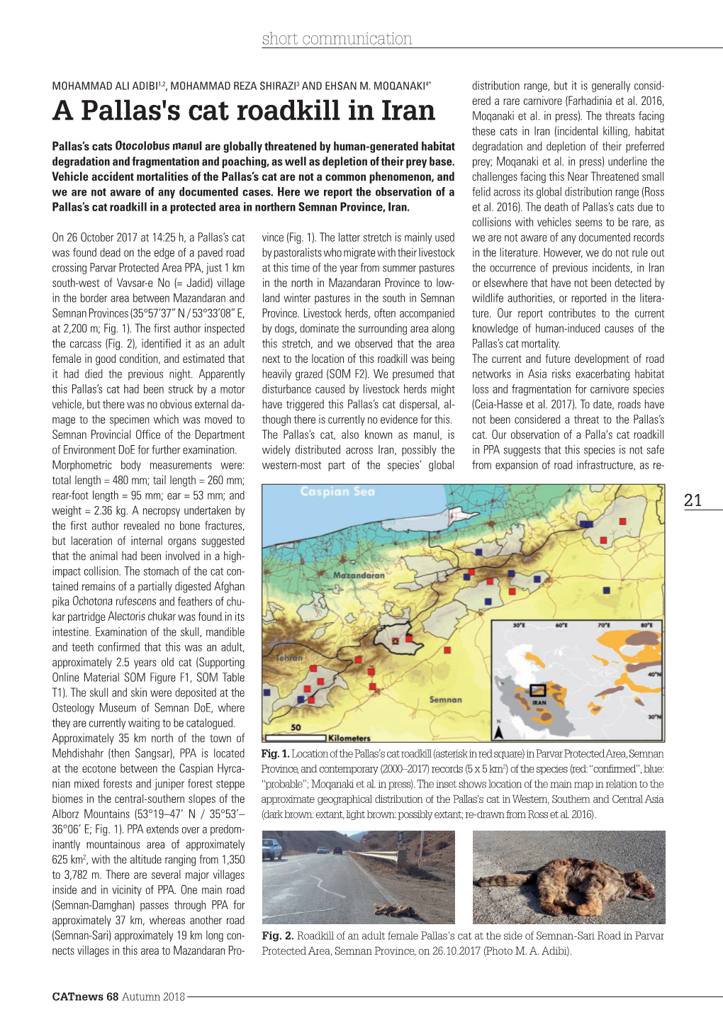 A Pallas's Cat Roadkill in Iran Moqanaki Et Al