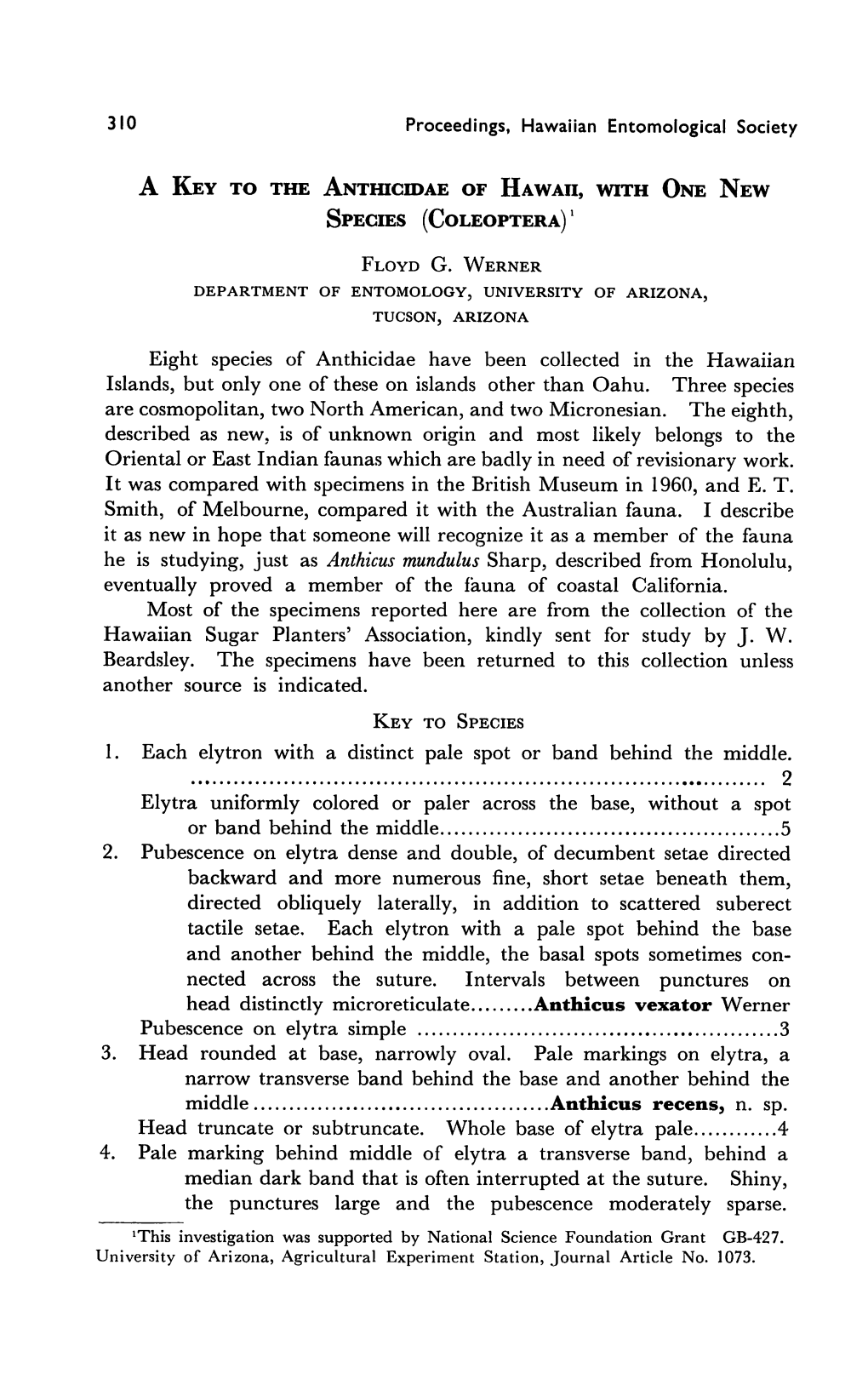 A Key to the Anthicidae of Hawaii, with One New Species (Coleoptera) L