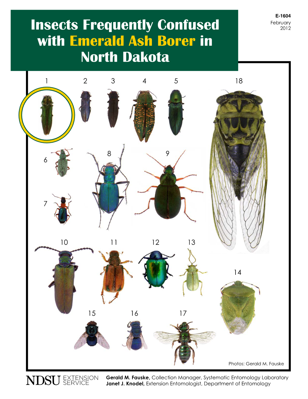 Insects Frequently Confused with Emerald Ash Borer in North Dakota