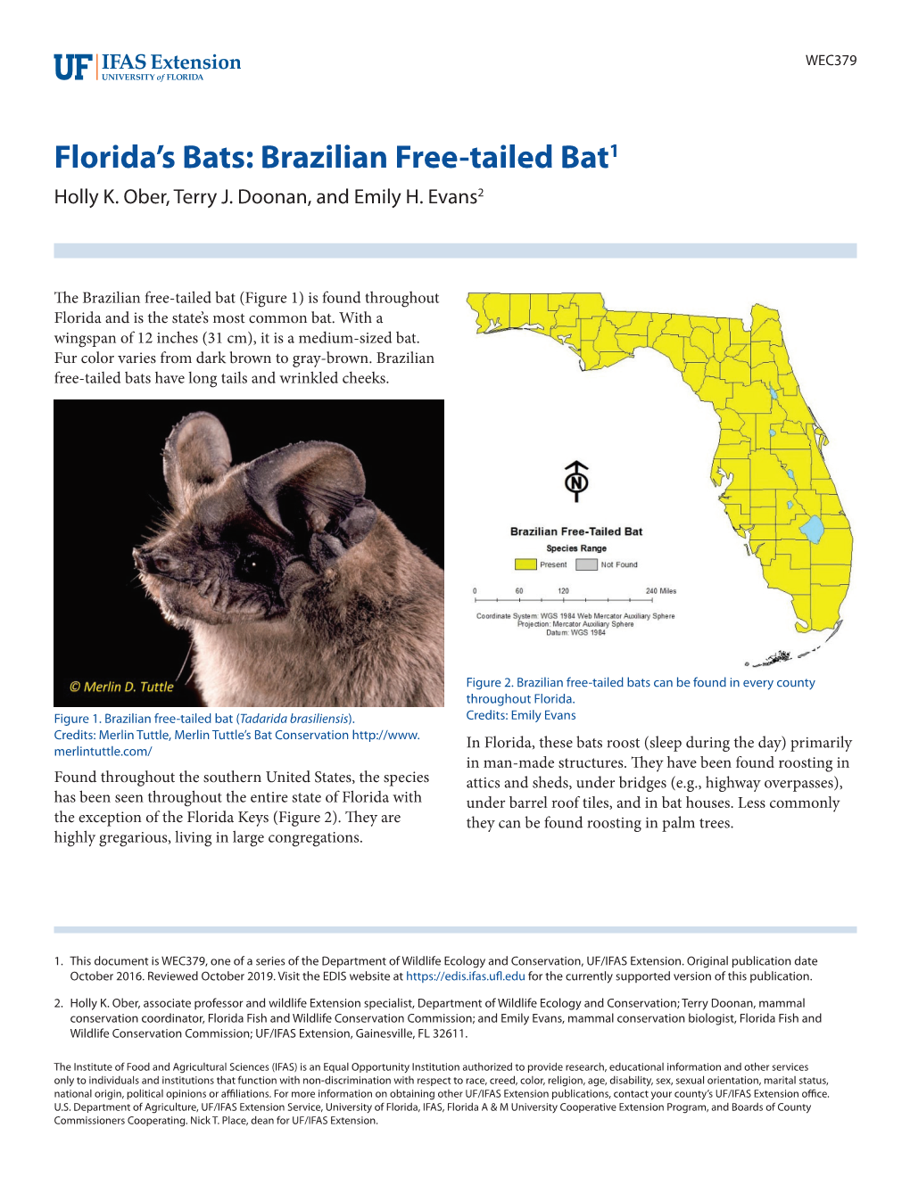 Florida's Bats: Brazilian Free-Tailed Bat1