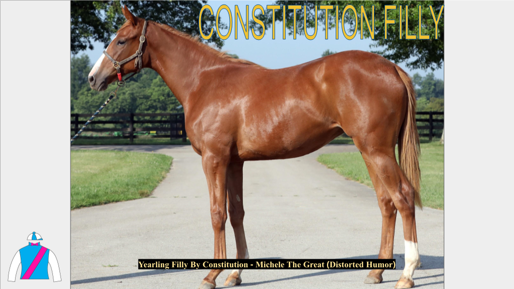 Yearling Filly by Constitution - Michele the Great (Distorted Humor) CONSTITUTION X MICHELE the GREAT