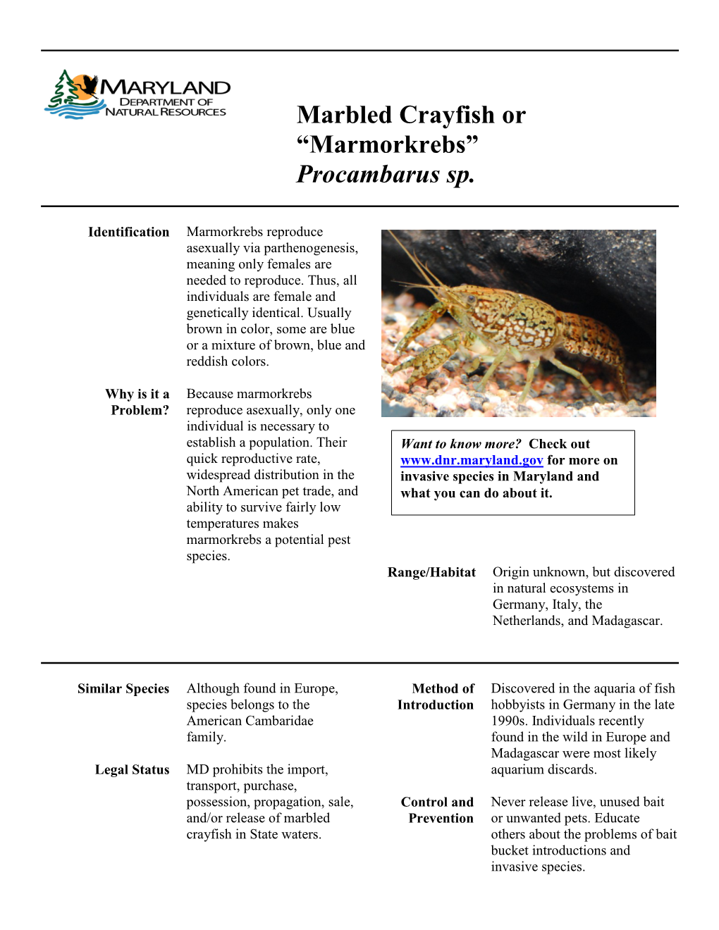 Marbled Crayfish Or “Marmorkrebs” Procambarus Sp