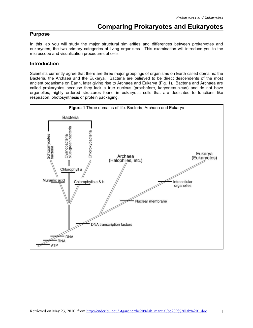 Comparing Prokaryotes Eukartyotes Lab