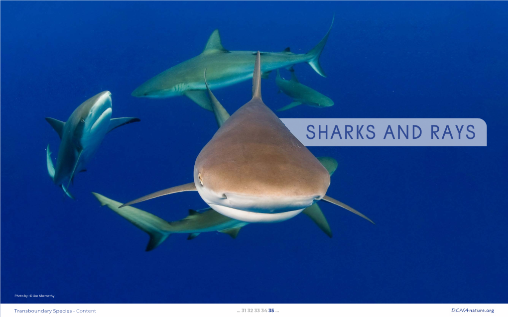 Sharks and Rays