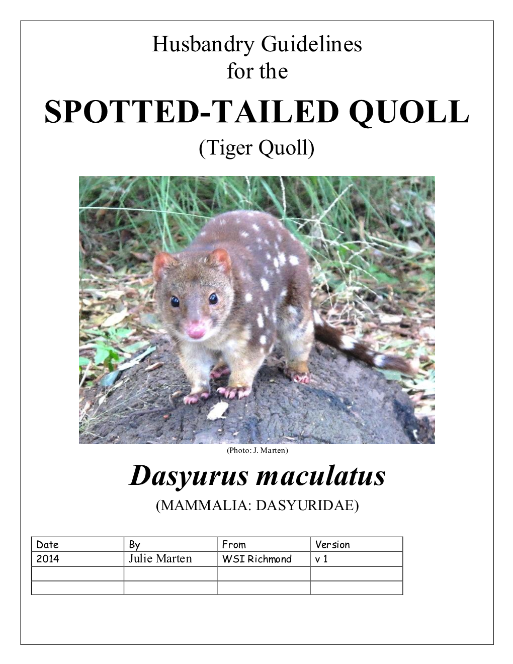 SPOTTED-TAILED QUOLL (Tiger Quoll)