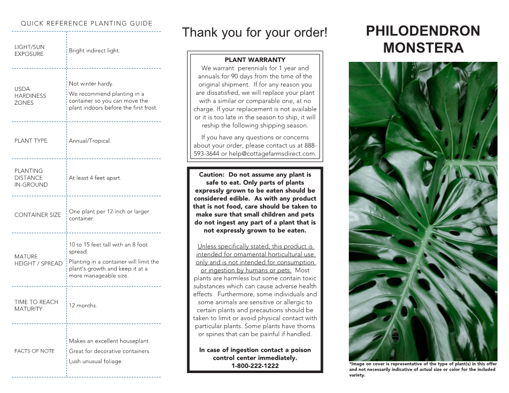 Philodendron Monstera