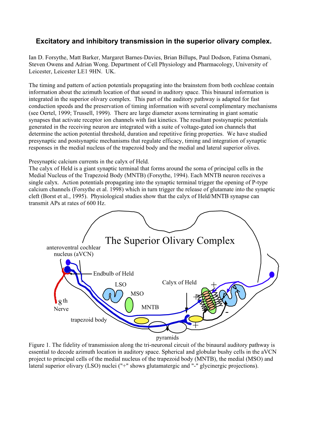 The Superior Olivary Complex +