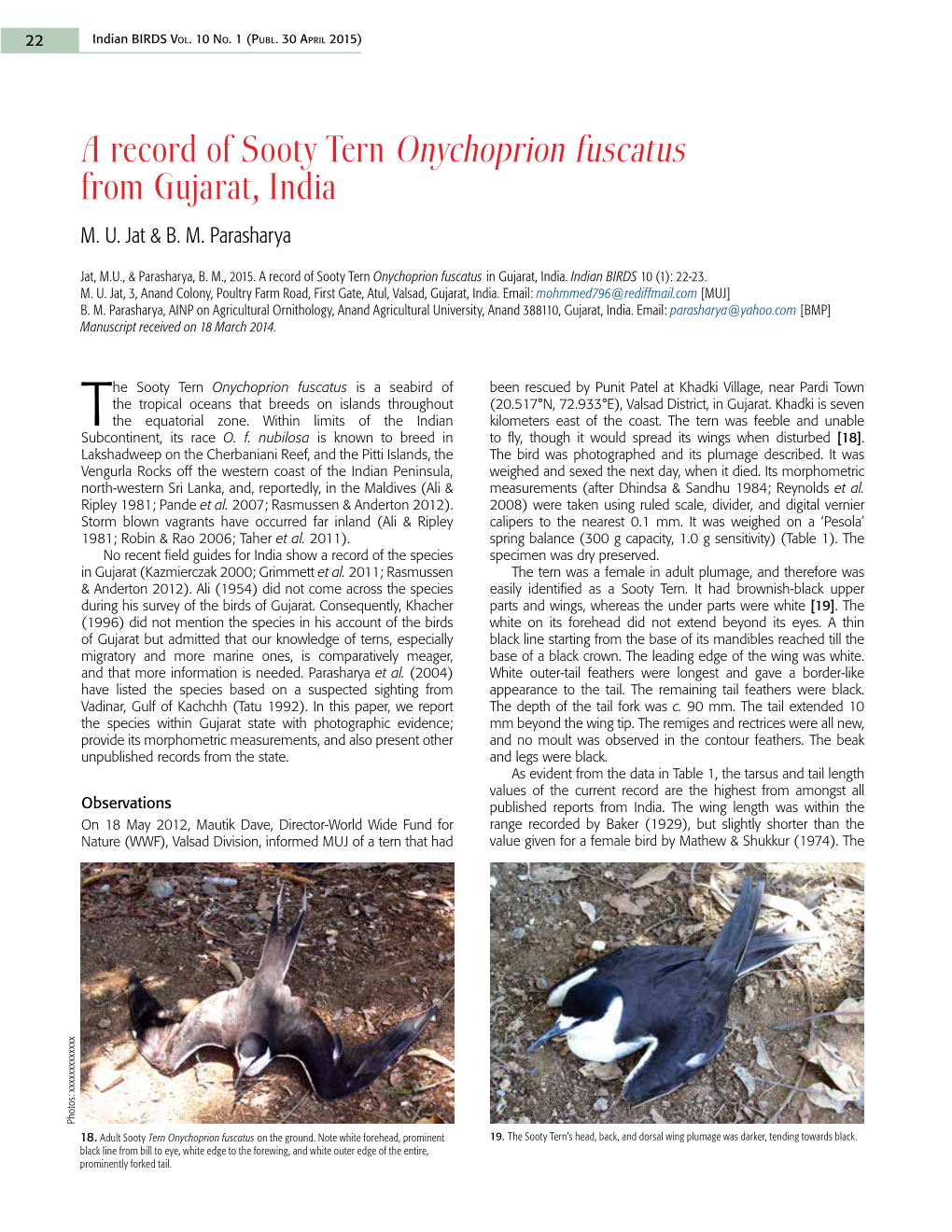 A Record of Sooty Tern Onychoprion Fuscatus from Gujarat, India M