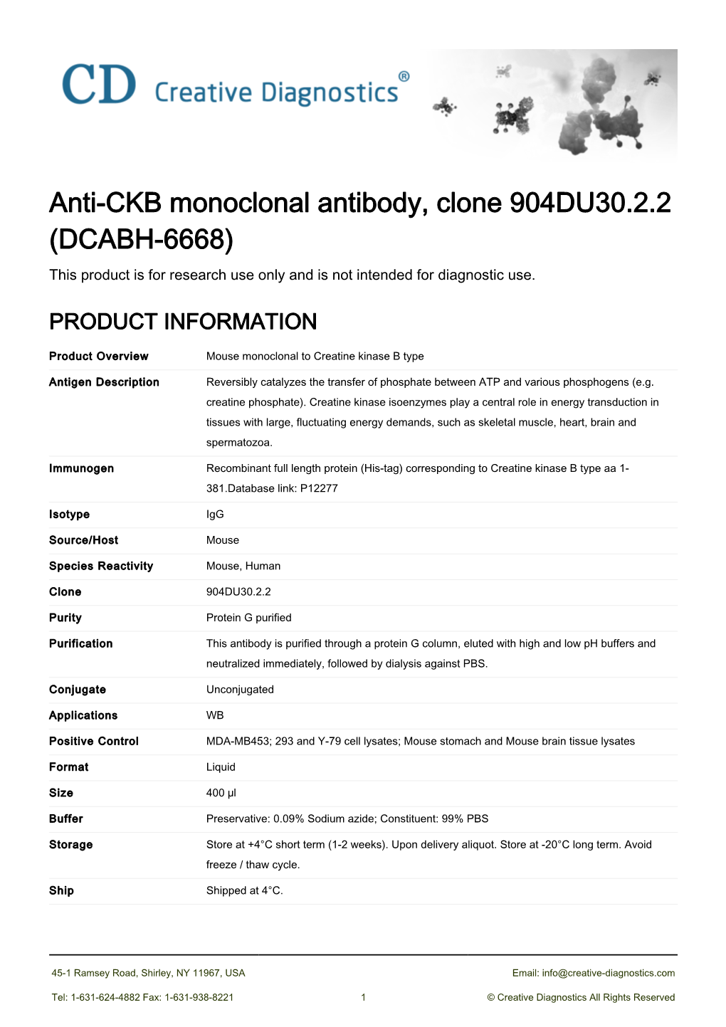 Anti-CKB Monoclonal Antibody, Clone 904DU30.2.2 (DCABH-6668) This Product Is for Research Use Only and Is Not Intended for Diagnostic Use