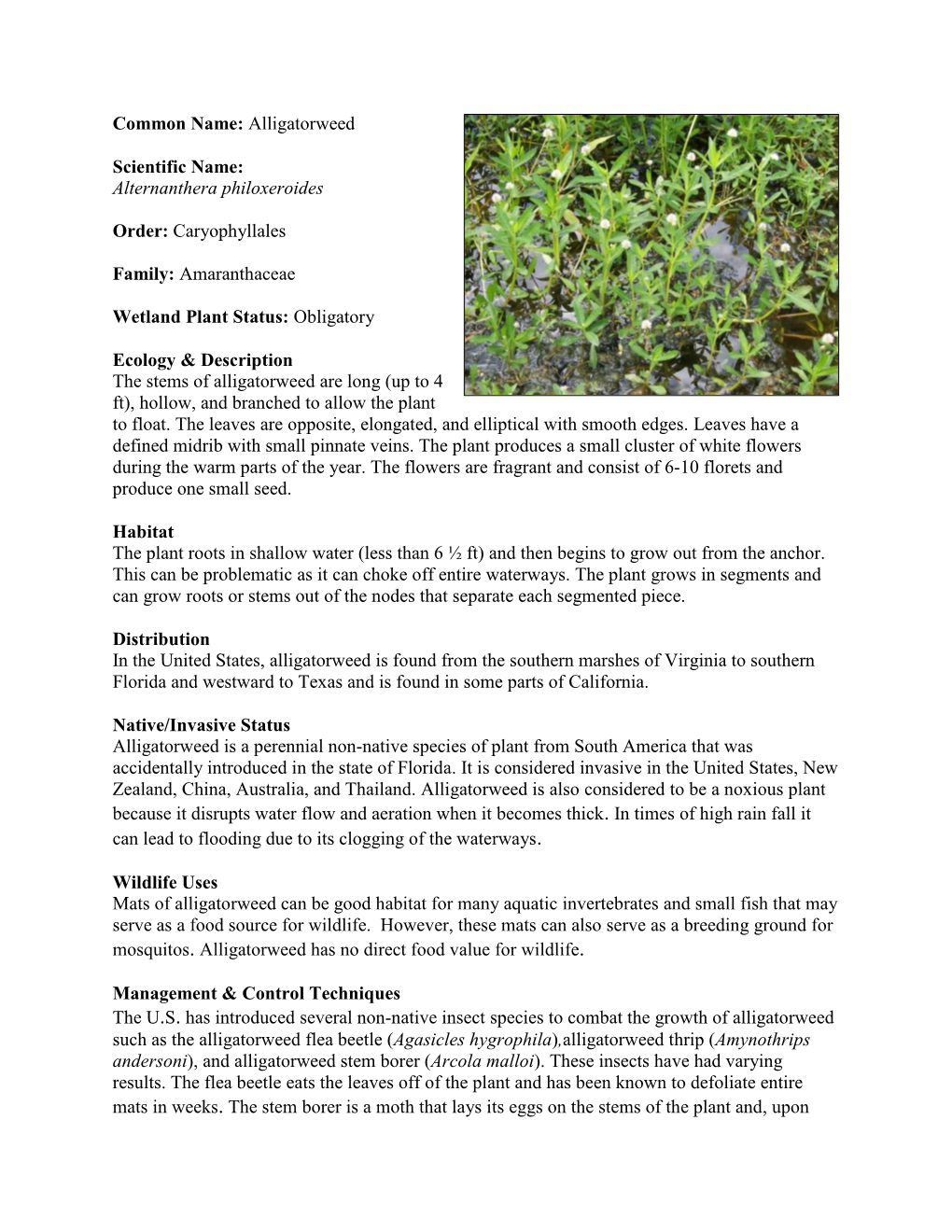 Alligatorweed Scientific Name: Alternanthera Philoxeroides Order