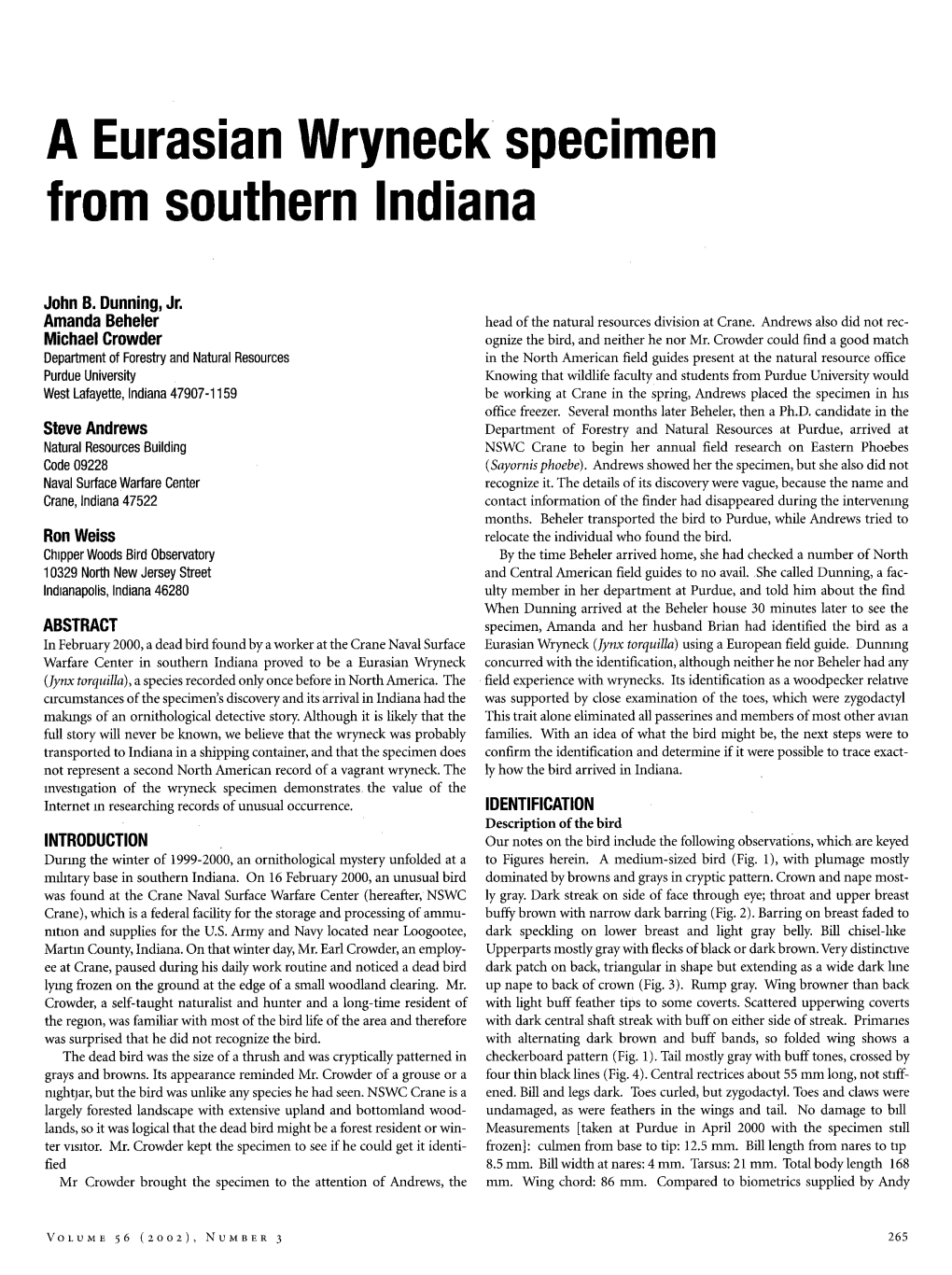 A Eurasian Wryneck Speciment from Southern Indian