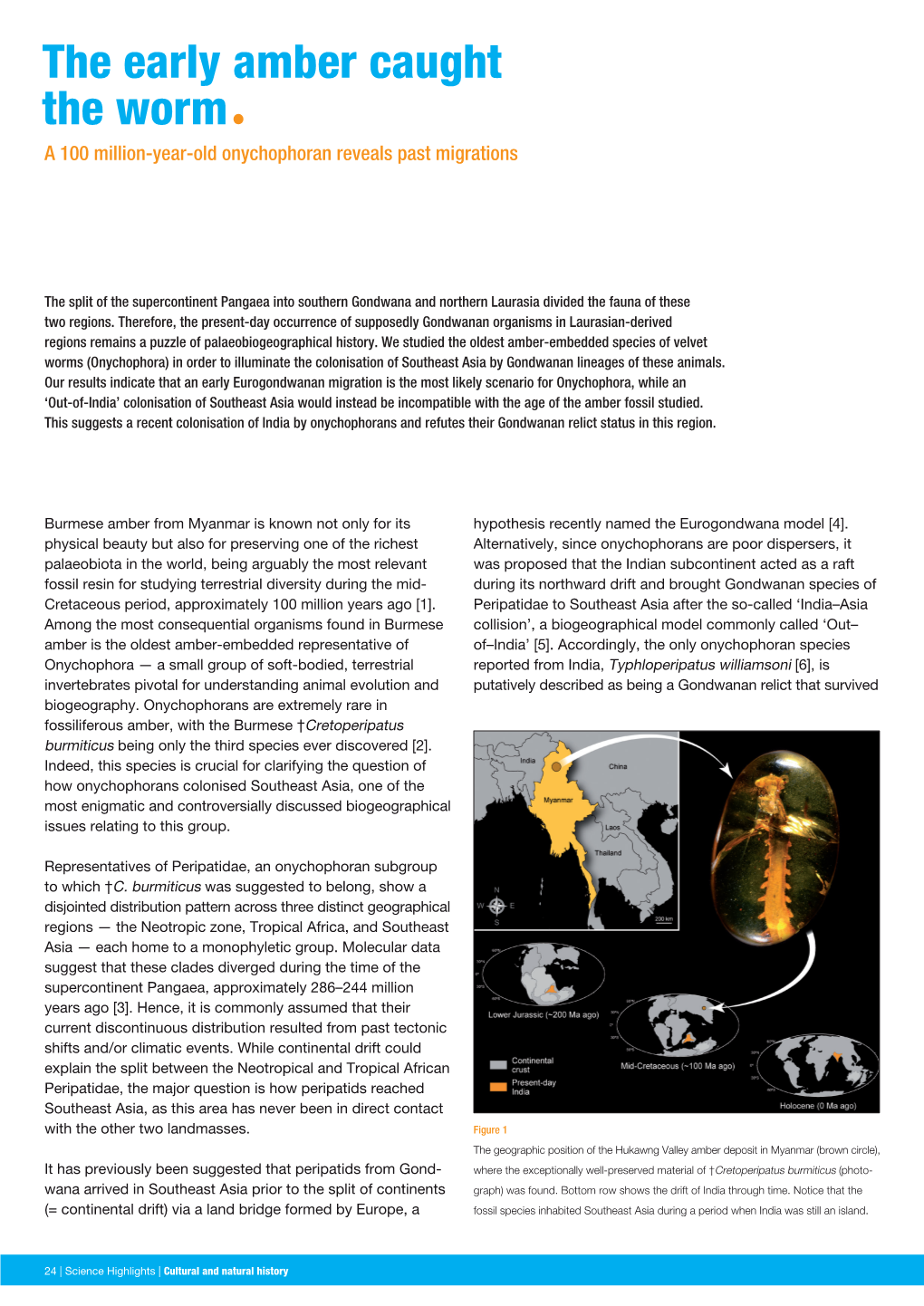 The Early Amber Caught the Wormª a 100 Million-Year-Old Onychophoran Reveals Past Migrations