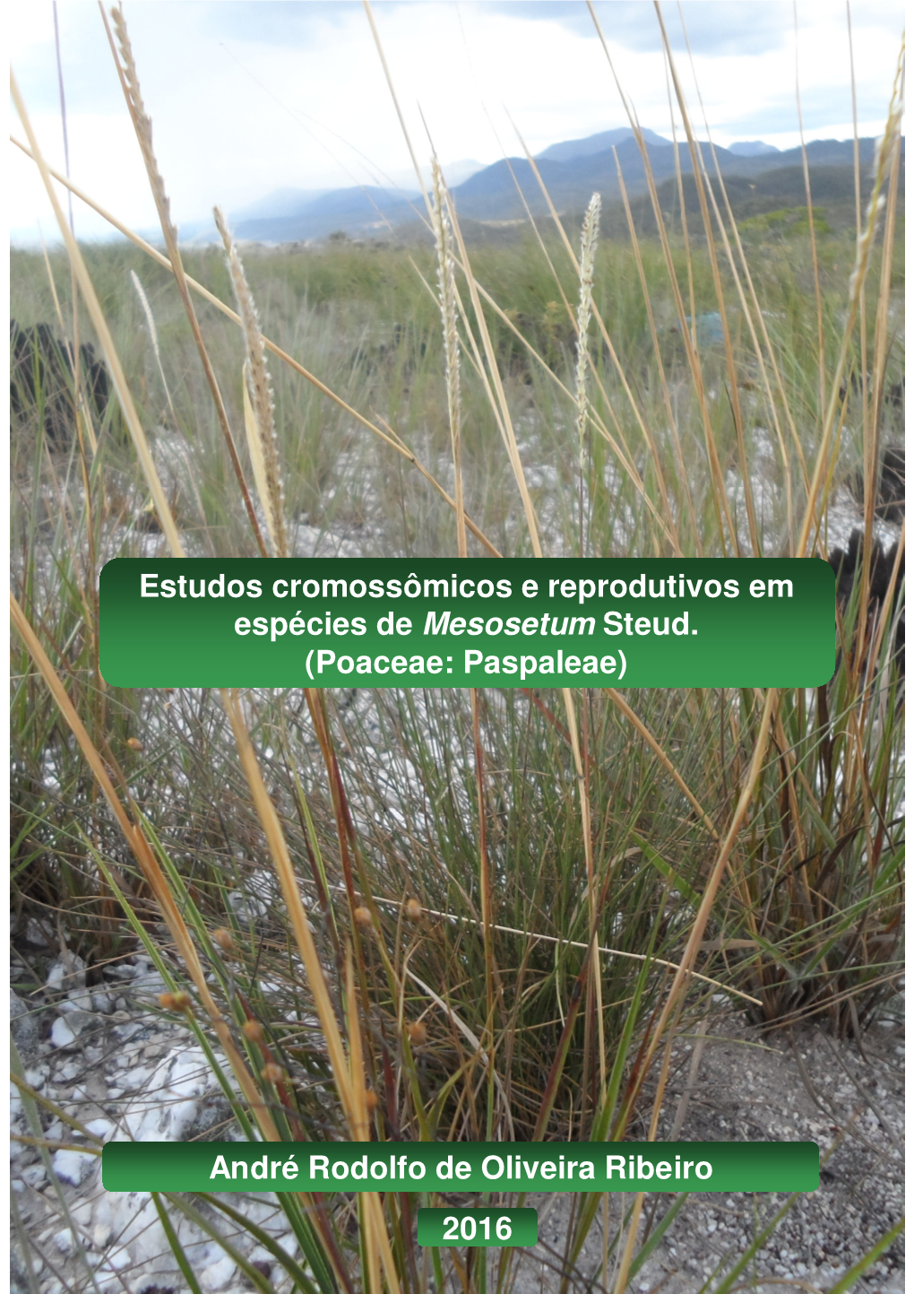 Estudos Cromossômicos E Reprodutivos Em Espécies De Mesosetum Steud. (Poaceae: Paspaleae) André Rodolfo De Oliveira Ribeiro 2