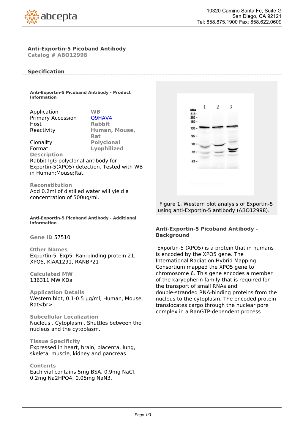 Anti-Exportin-5 Picoband Antibody Catalog # ABO12998