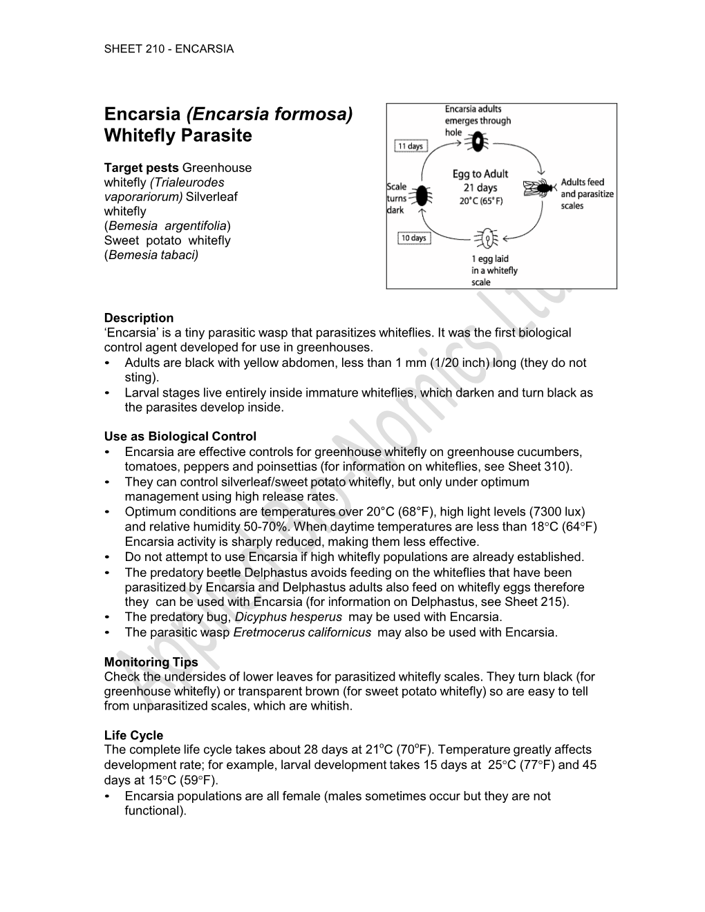 (Encarsia Formosa) Whitefly Parasite