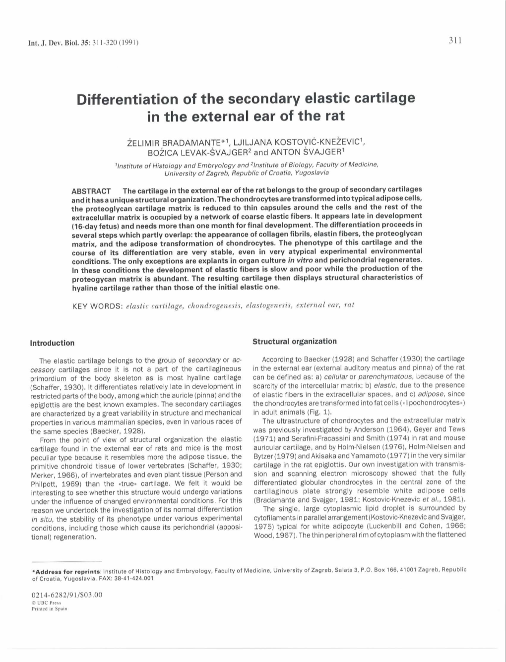 Differentiation of the Secondary Elastic Cartilage in the External Ear of the Rat