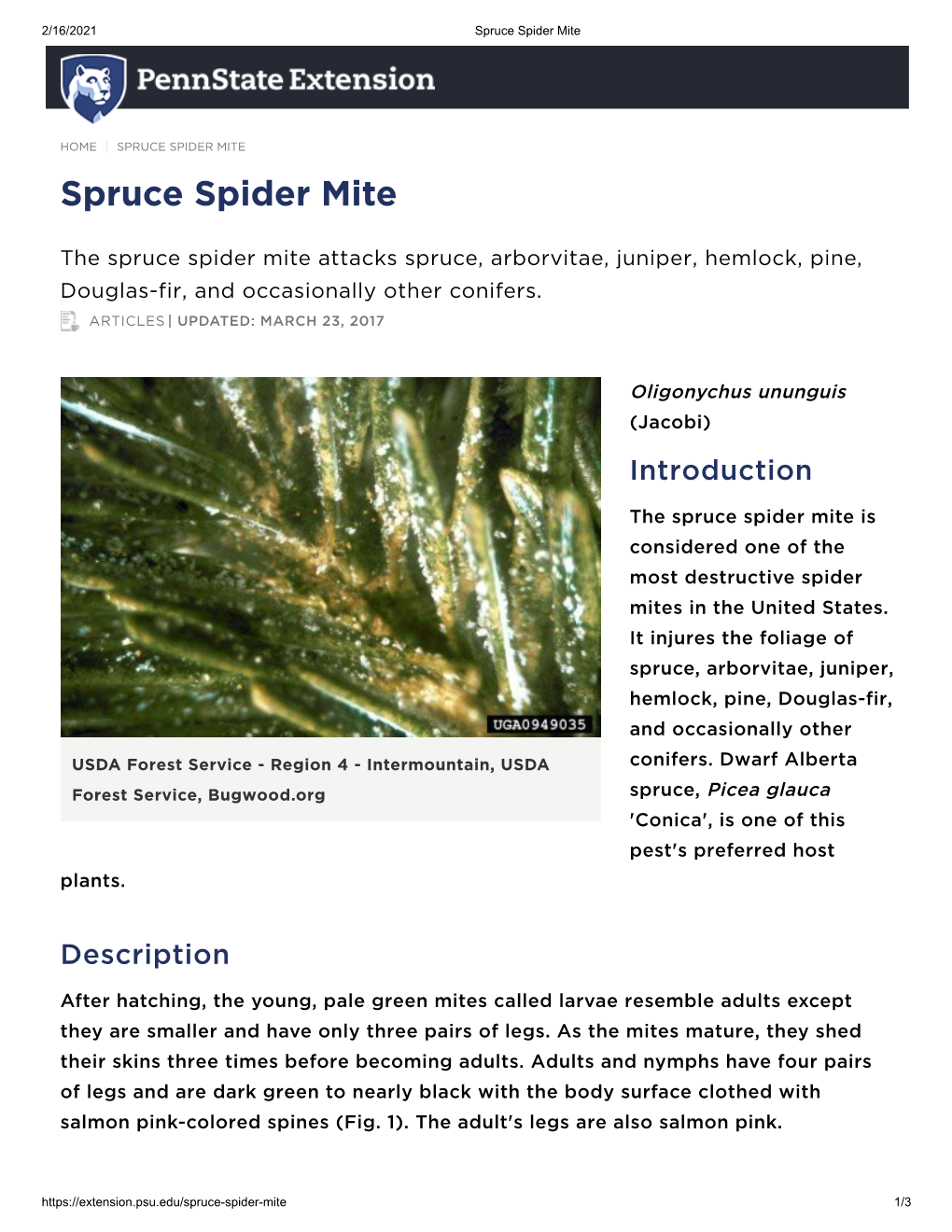 Spruce Spider Mite