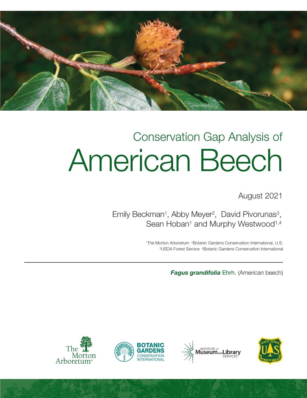 American Beech