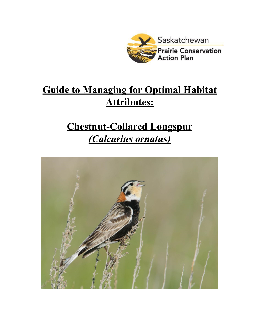 Chestnut-Collared Longspur (Calcarius Ornatus)