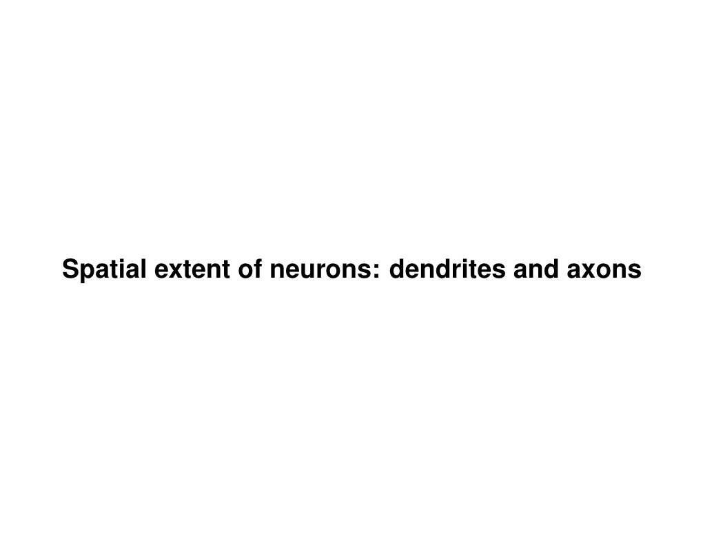 Spatial Extent of Neurons: Dendrites and Axons