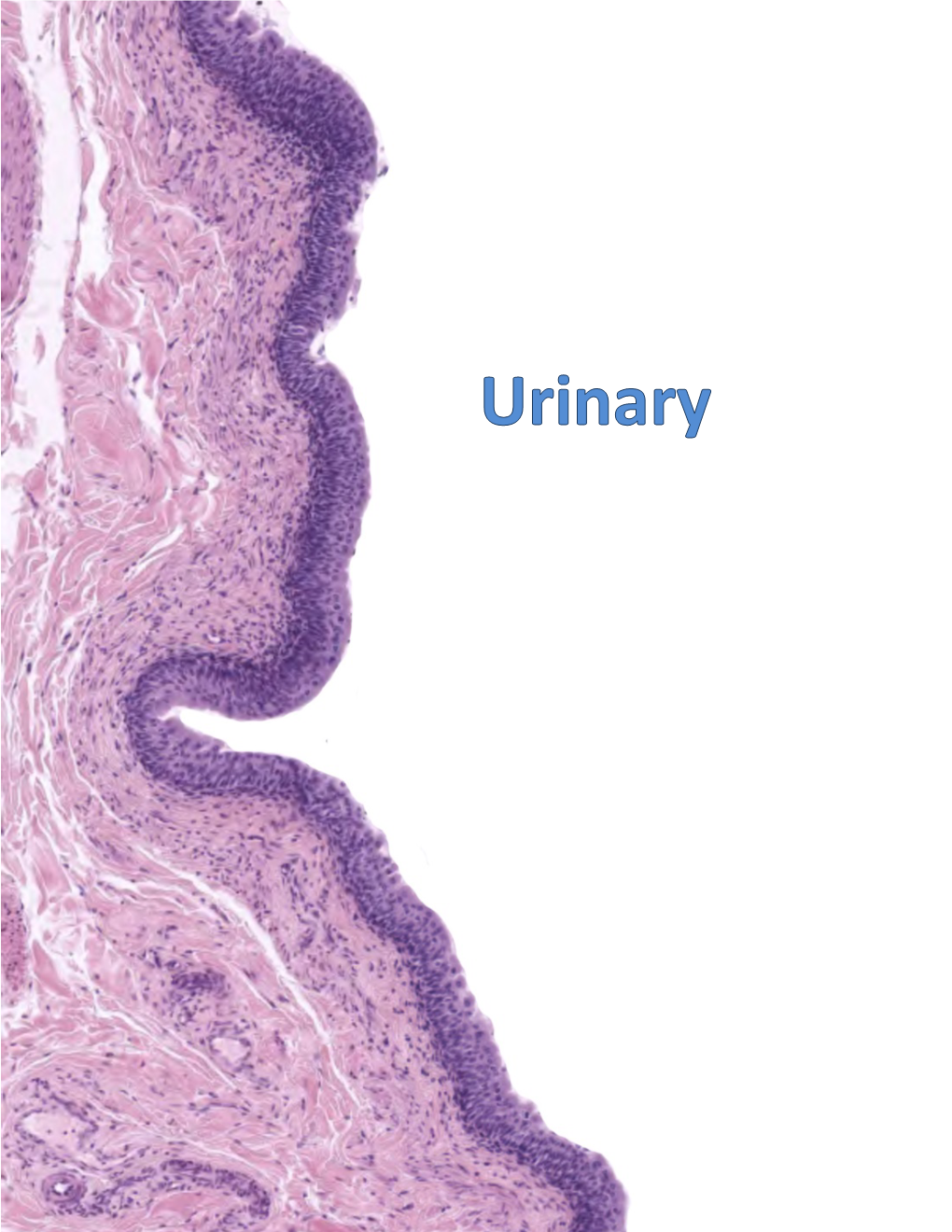 Lab-Renal-2018-Zw4m.Pdf