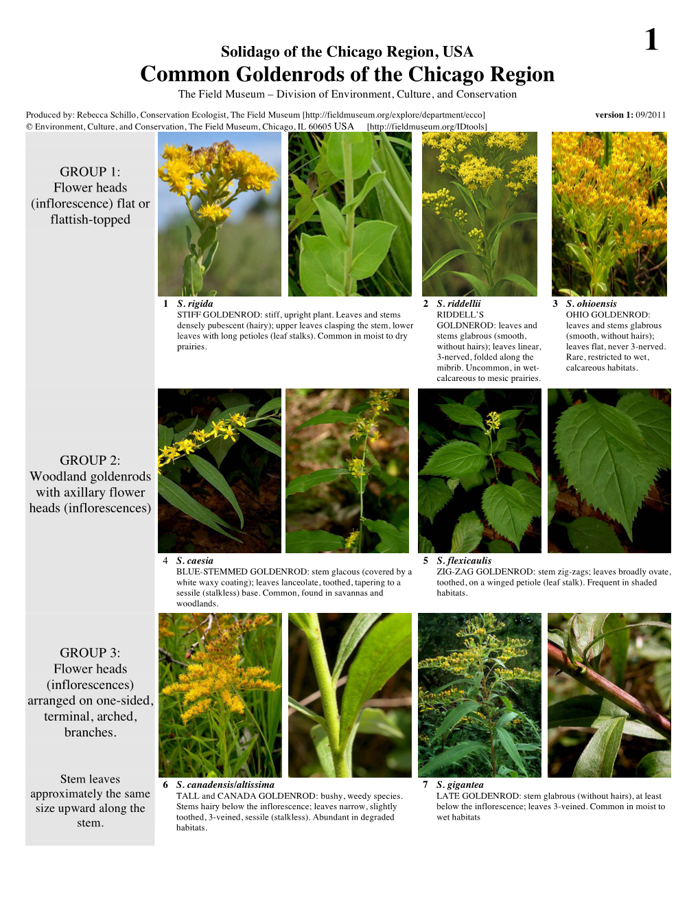 Common Goldenrods of the Chicago Region the Field Museum – Division of Environment, Culture, and Conservation