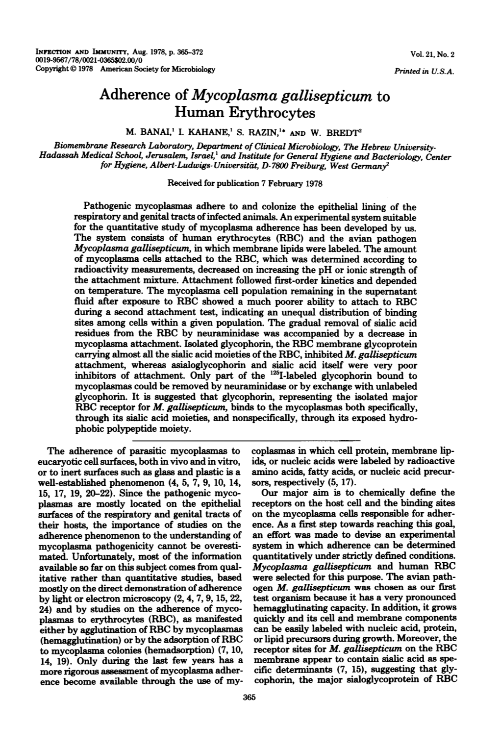 Adherence of Mycoplasma Gallisepticum to Human Erythrocytes M