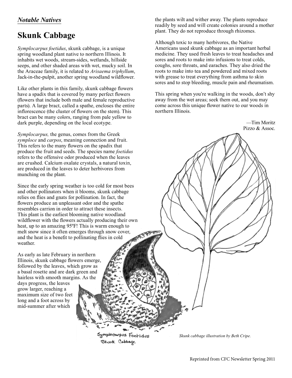 Skunk Cabbage