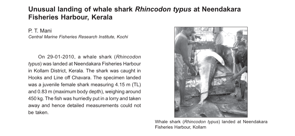 Unusual Landing of Whale Shark Rhincodon Typus at Neendakara Fisheries Harbour, Kerala