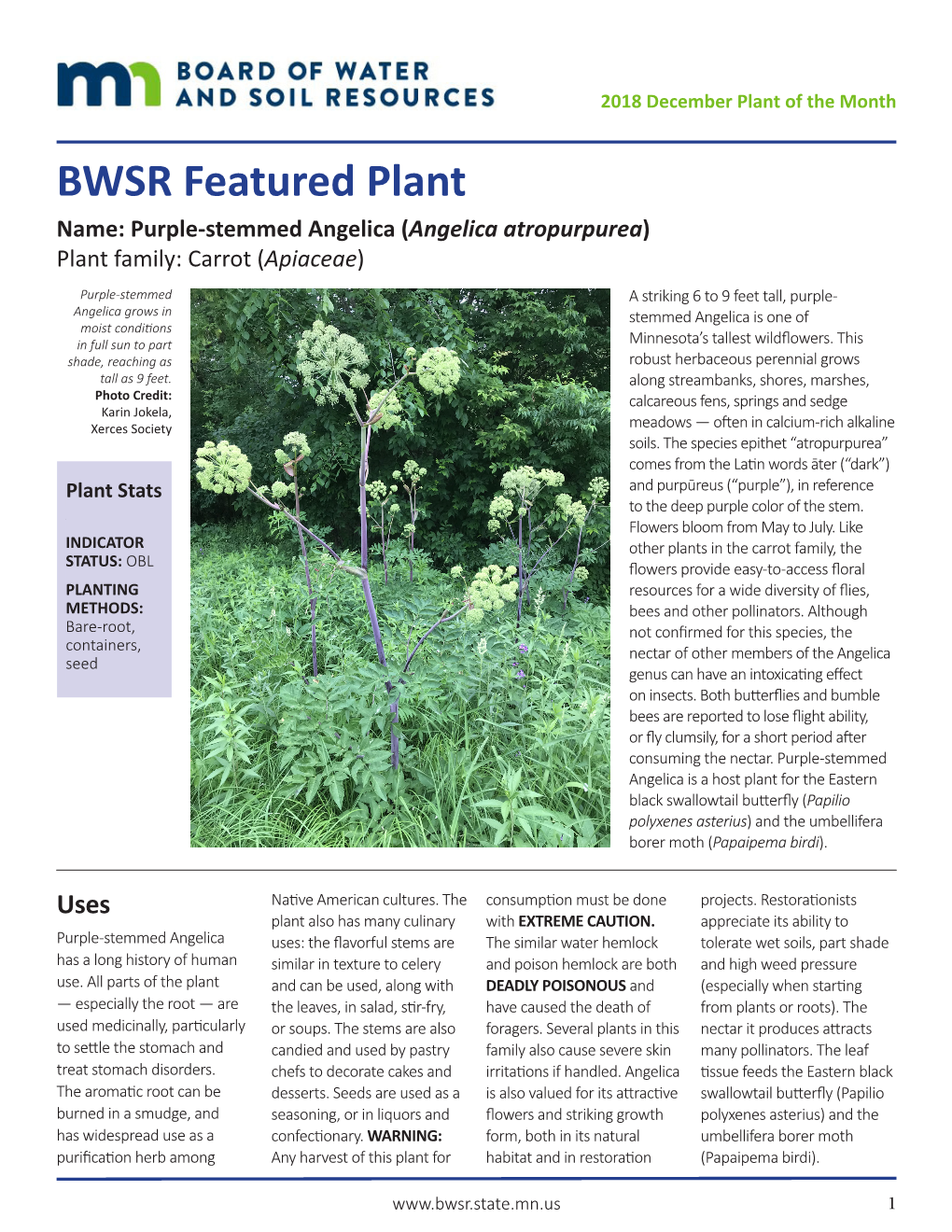 BWSR Featured Plant Name: Purple-Stemmed Angelica