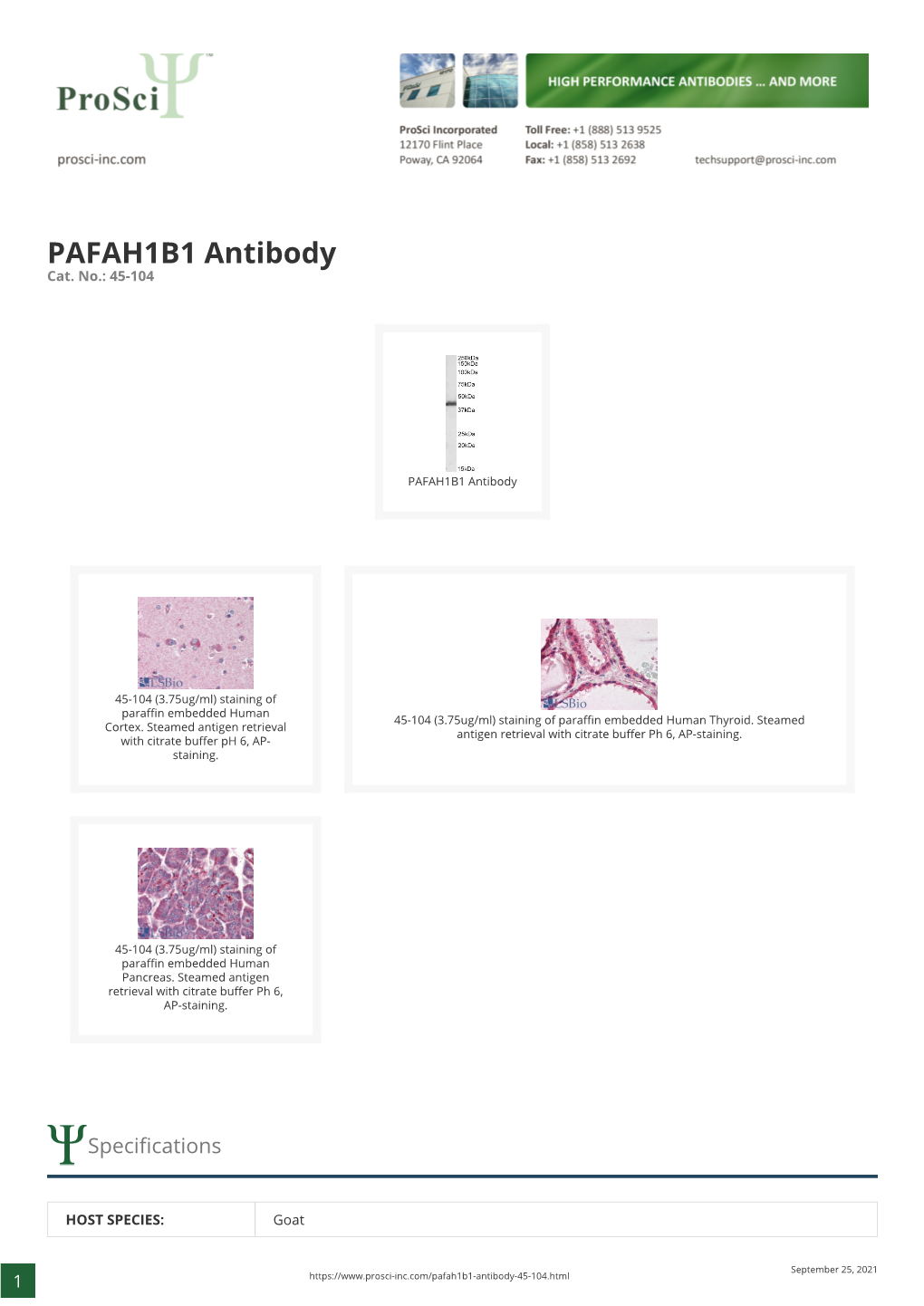 PAFAH1B1 Antibody Cat
