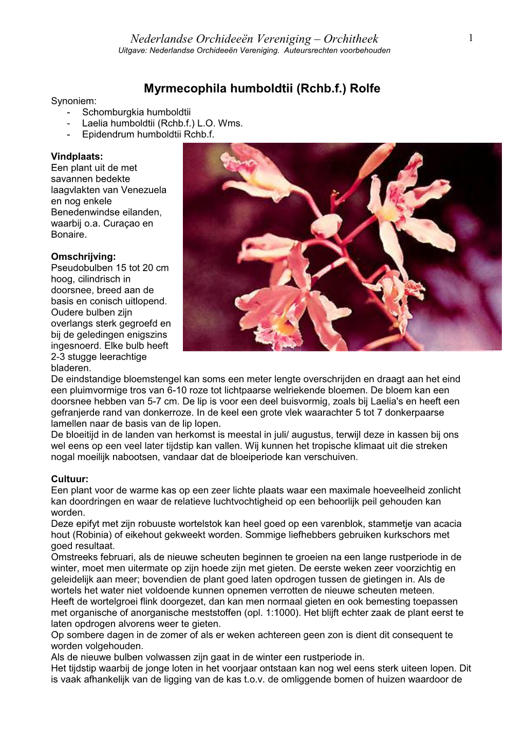 Schomburgkia Humboldtii - Laelia Humboldtii (Rchb.F.) L.O