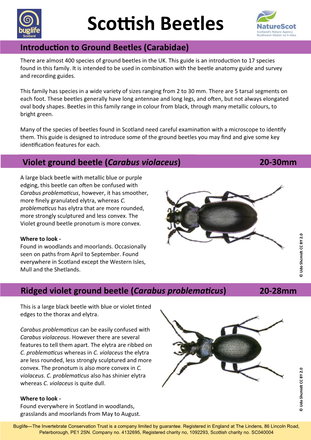 Scottish Beetles Introduction to Ground Beetles (Carabidae) There Are Almost 400 Species of Ground Beetles in the UK