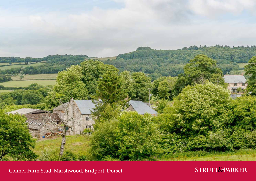 Colmer Farm Stud, Marshwood, Bridport, Dorset