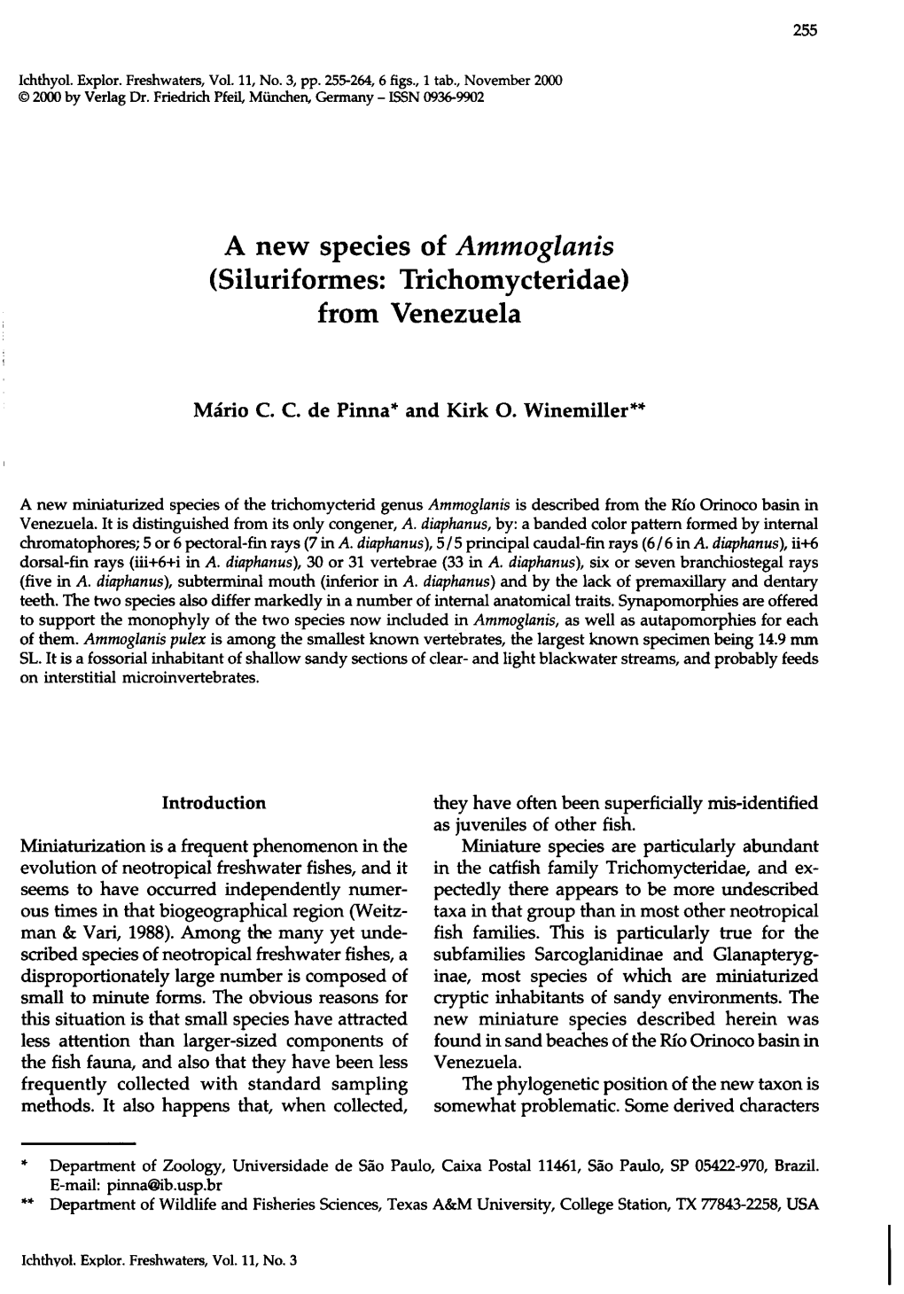 A New Species of Ammoglanis (Siluriformes: Trichomycteridae) from Venezuela