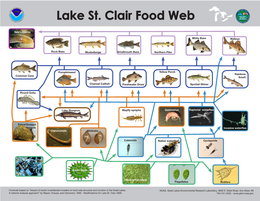 Lake St. Clair Food Web MENT of C