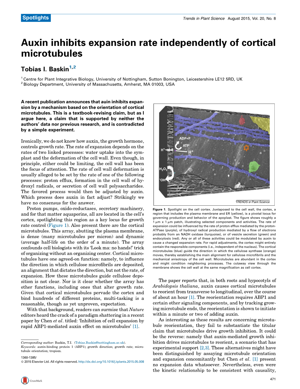 Auxin Inhibits Expansion Rate Independently of Cortical Microtubules