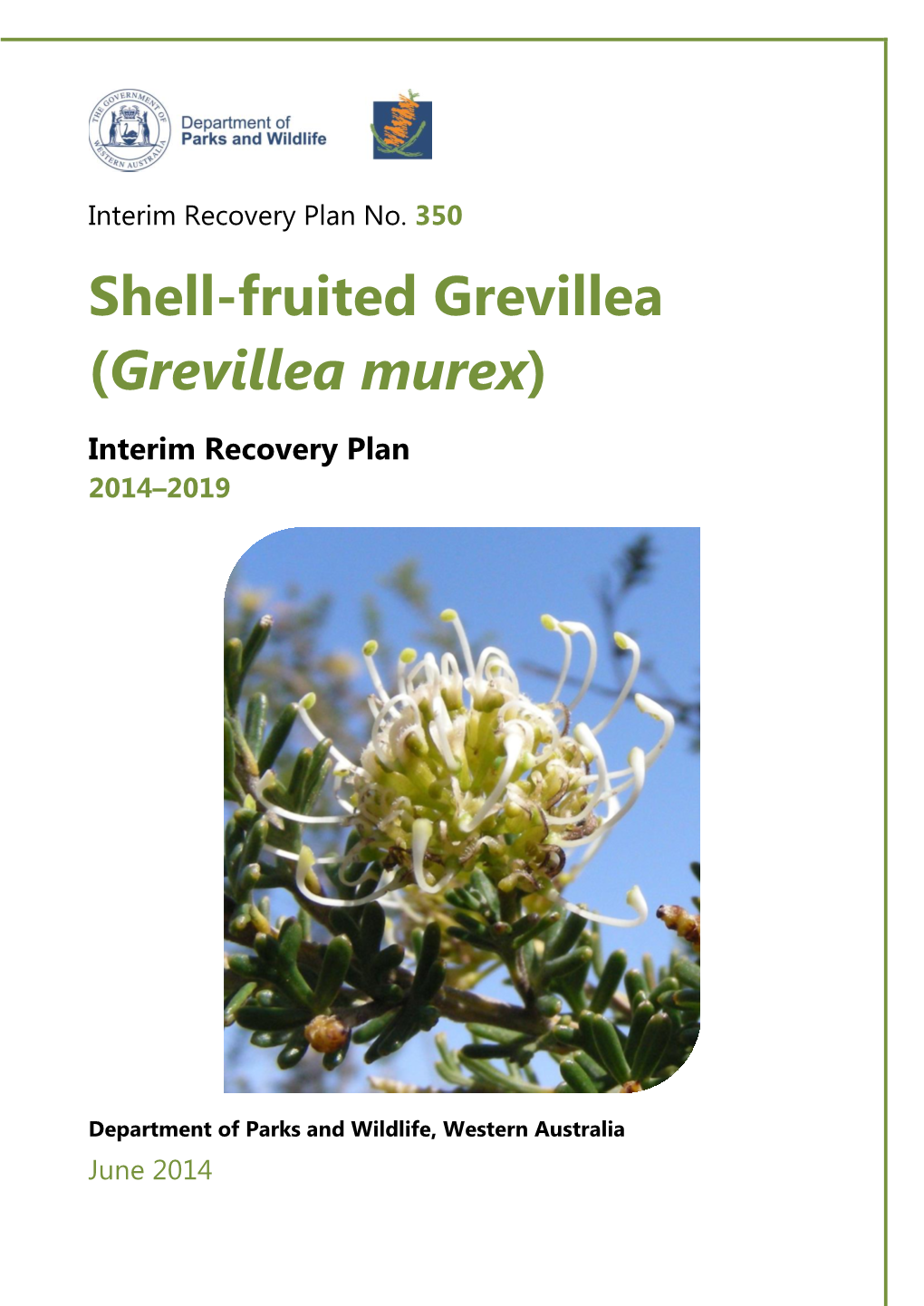 Grevillea Murex)